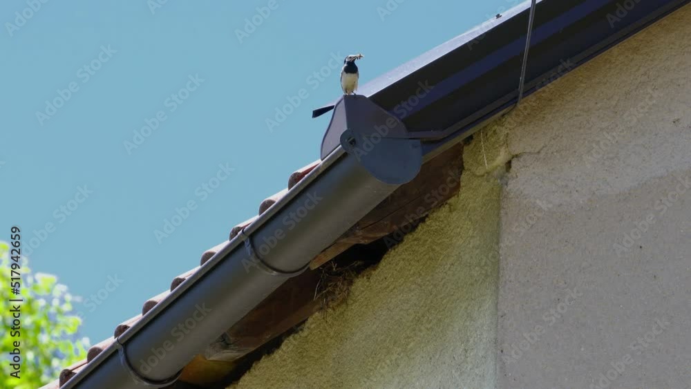 White Wagtail on a roof carries food for chicks (Motacilla alba) - (4K) White Wagtail on a roof carries food for chicks (Motacilla alba) - (4K)