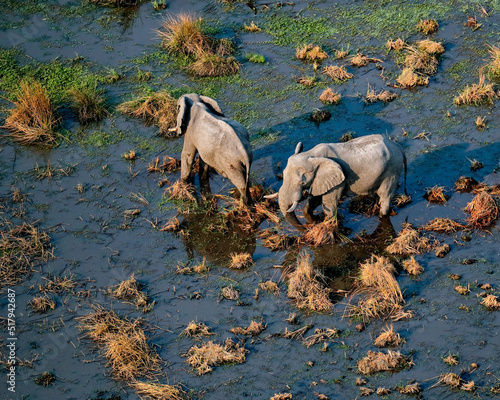 Elephants in the Okavango delta photo