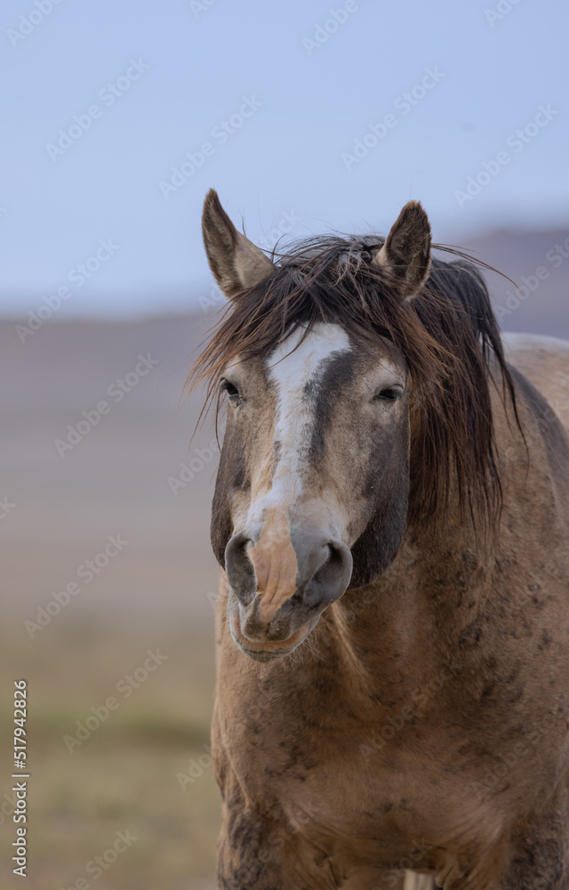 Wild Horse in the Utah Desert in Springtime Wild Horse in the Utah Desert in Springtime