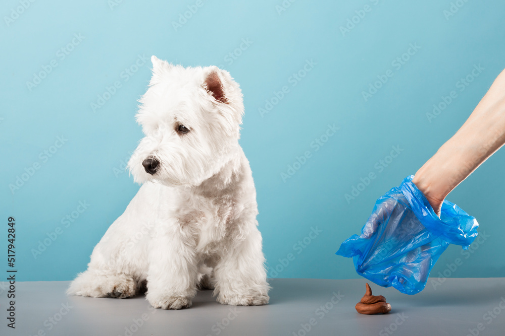 A woman cleans the shit into a bag after a West Highland White Terrier dog. Confused dog. A woman cleans the shit into a bag after a West Highland White Terrier dog. Confused dog.