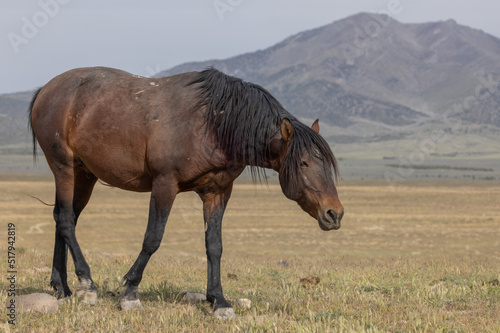 Wild Horse in the Utah Desert in Springtime