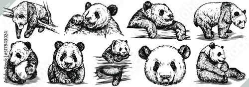 Vintage engrave isolated panda set illustration ink sketch. Wild bear background bamboo vector art