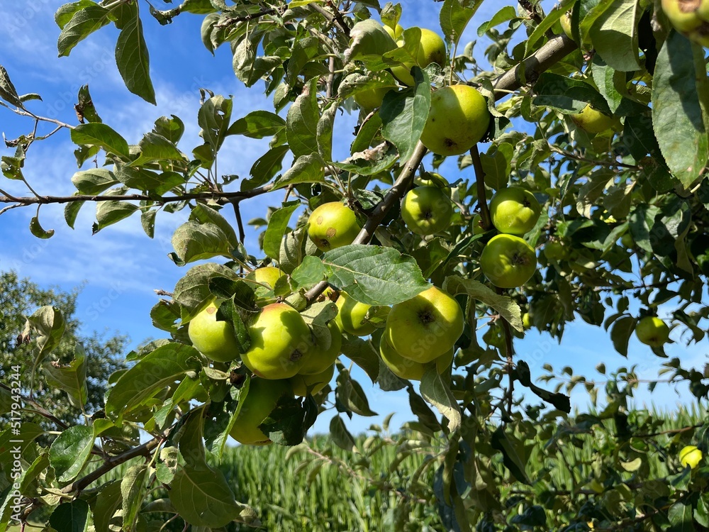 Organic apple tree with young apples on the brunches 