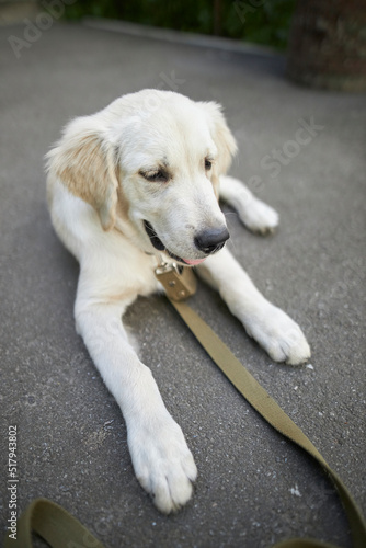 portrait of a golden retriever puppy. Cute puppy close-up 