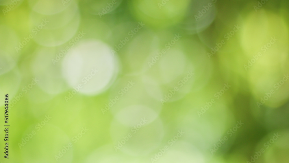 Fototapeta premium Sunny abstract green nature background, Blur park with bokeh light , nature, garden, spring and summer season