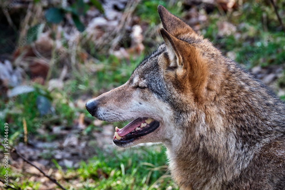 Fototapeta premium Europäischer Wolf ( Canis lupus ).