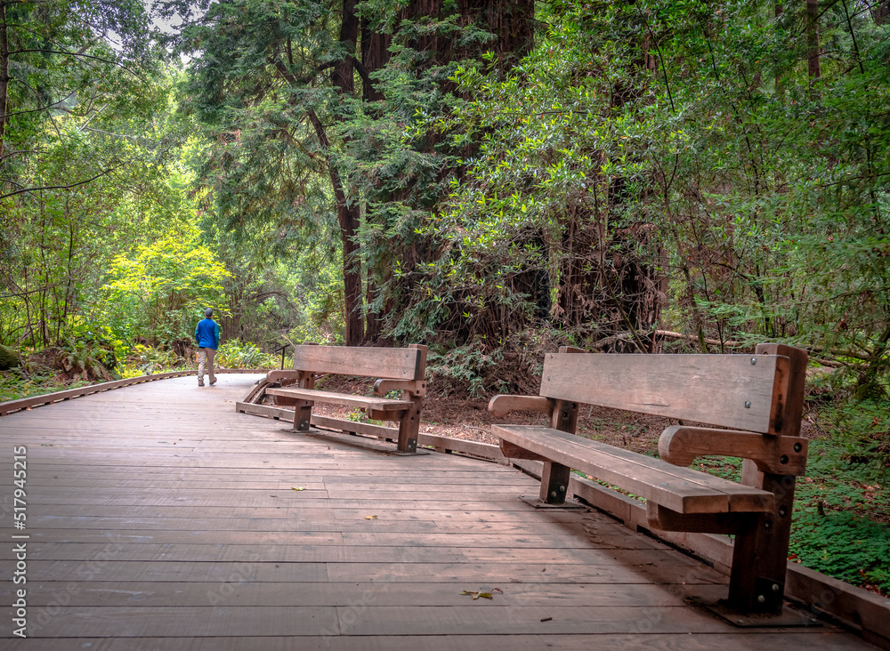 Rear view of an unidentified man on the main hiking trail of the Muir Woods National Monument. Mount Tamalpais, Marin County, CA, USA. - obrazy, fototapety, plakaty 