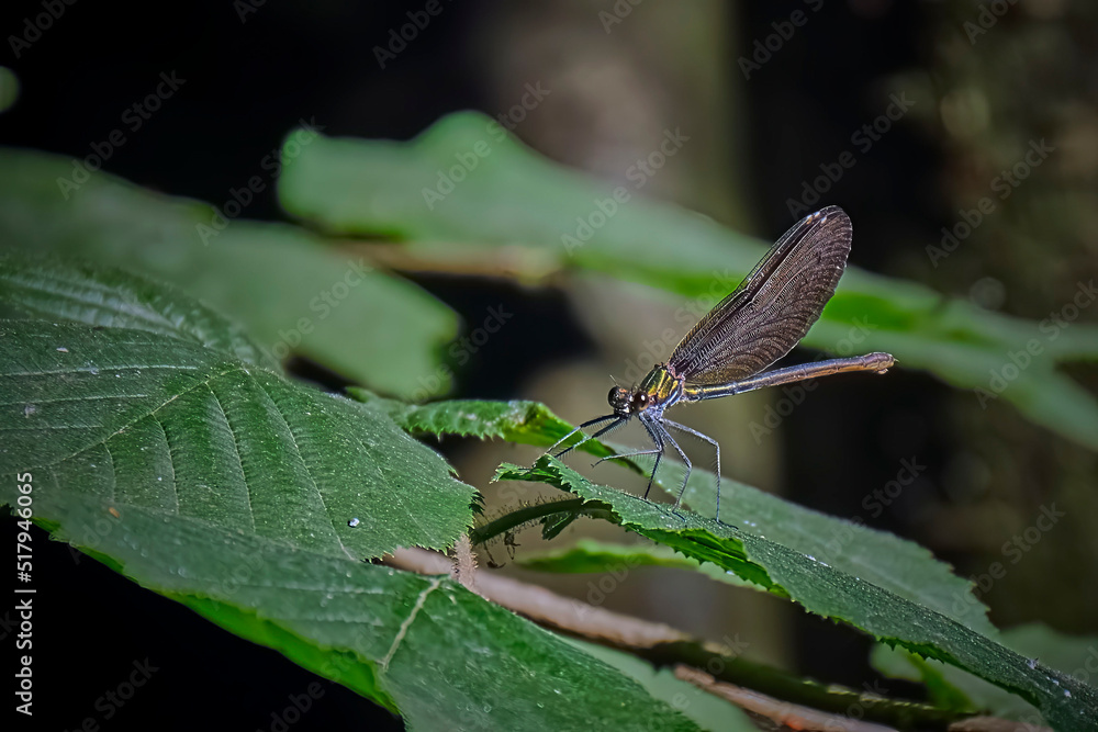 Blauflügel-Prachtlibelle ( Calopteryx virgo ). Blauflügel-Prachtlibelle ( Calopteryx virgo ).