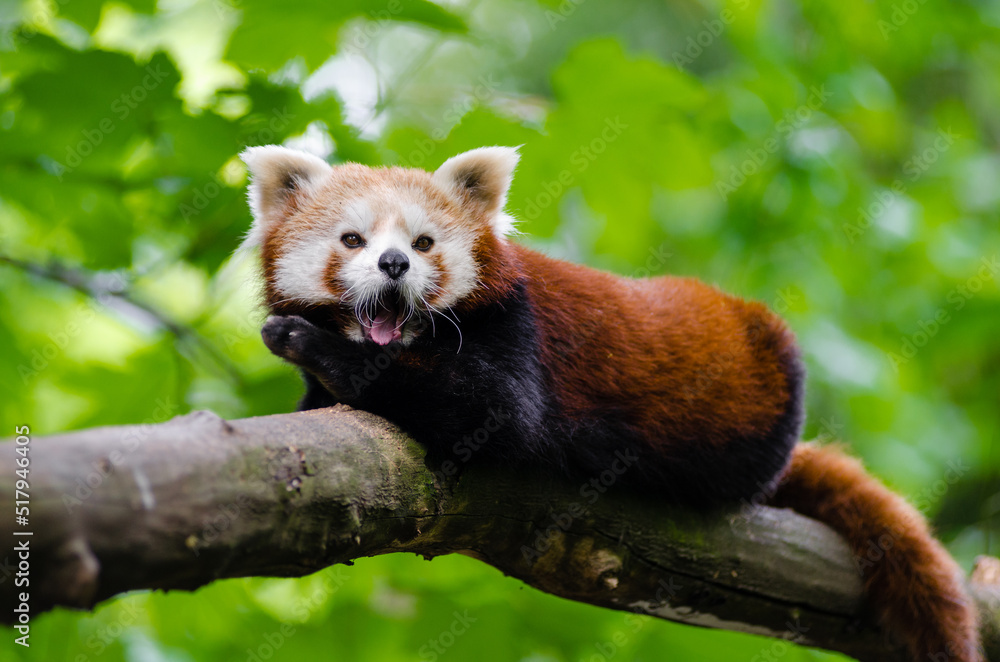 Fototapeta premium red panda in tree