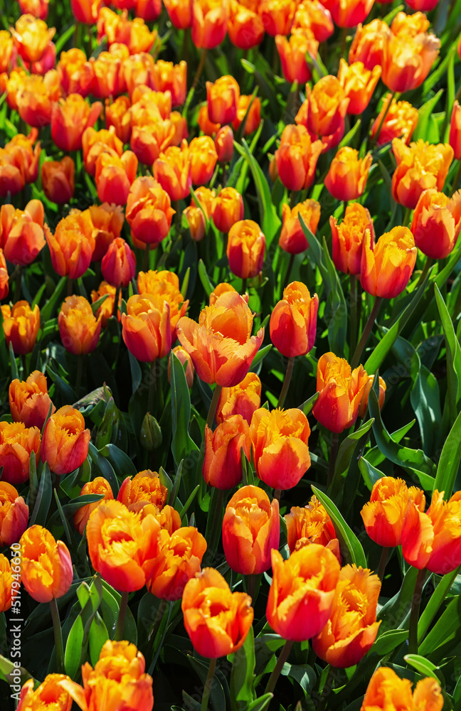 Field of tulip flowers in Gulhane park (Istanbul, Turkey) in springtime. Nature floral backgound. Orange and butterscotch colour. Vertical, top view Field of tulip flowers in Gulhane park (Istanbul, Turkey) in springtime. Nature floral backgound. Orange and butterscotch colour. Vertical, top view