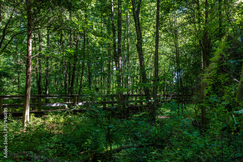 Hiking in Persimmon Ridge Park  Jonesborough  TN