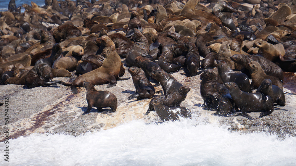 Seals resting on South Africa seal island middle of blue strong wave ocean tourist attraction near Cape town Seals resting on South Africa seal island middle of blue strong wave ocean tourist attraction near Cape town