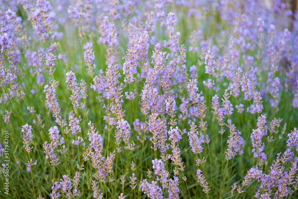 Fototapeta premium summer landscape of lavender field