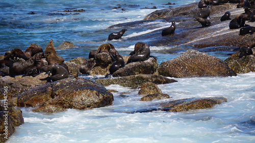 Seals resting on South Africa seal island middle of blue strong wave ocean tourist attraction near Cape town