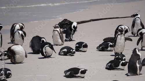 Penguin colony blackfooted in South Africa boulders beach natural habitat tourist attraction