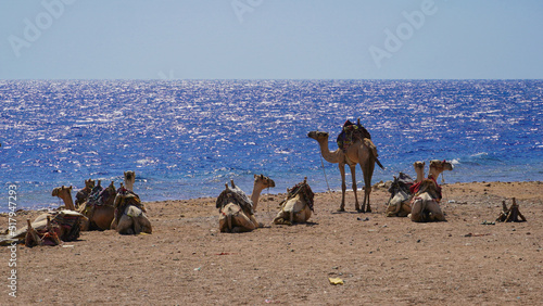 Dahab- Egypt Oct 06, 2020: Camels resting after tour in Abu Galum Natural reserves land in Dahab City - Egypt photo