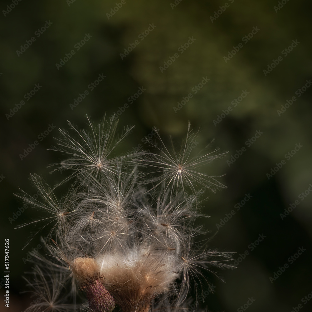 Fototapeta premium Fluffy Milk Thistle seeds (Silybum marianum) in a meadow