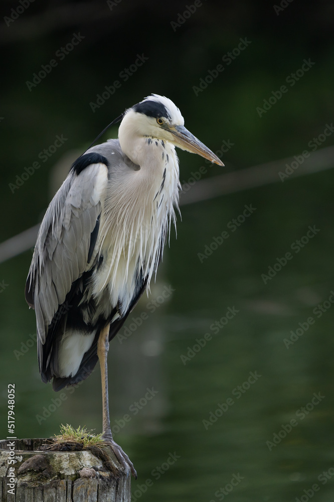 Heron Heron