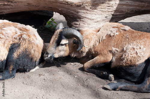 Brown sheep sleeping on the ground
