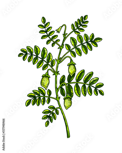 Hand drawn chickpeas branch with leaves and  pods. Colorful botany vector illustration in sketch style