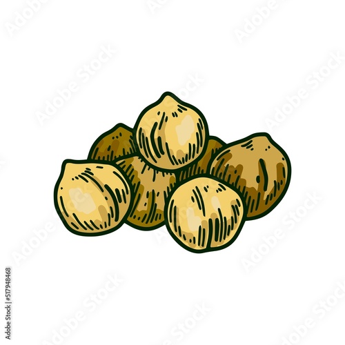 Hand drawn handful of chickpeas beans. Colorful botany vector illustration in sketch style