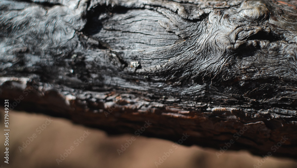 Branch with rough thick gray wood texture and blurred background Branch with rough thick gray wood texture and blurred background