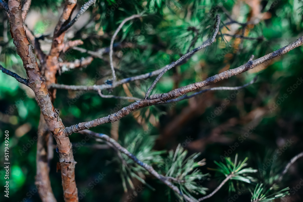 Close-up pine branch with blurred background Close-up pine branch with blurred background