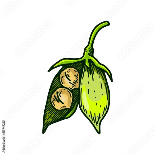 Hand drawn opened chickpeas pod with beans. Colorful botany vector illustration in sketch style