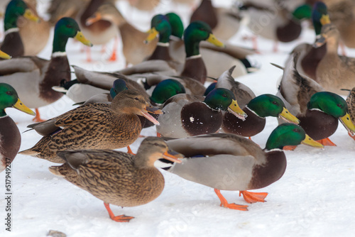 ducks in winter day