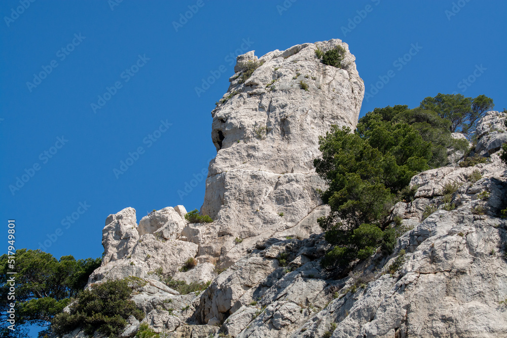 Mediterranean pine tree growing on white limestone rocks and cliffs in Calanques national park, Provence, France