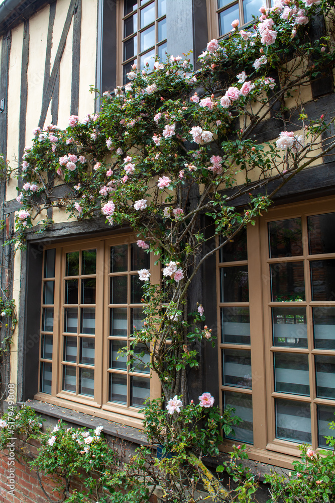 Blossom of fragrant colorful roses on narrow streets of small village Gerberoy, Normandy, France