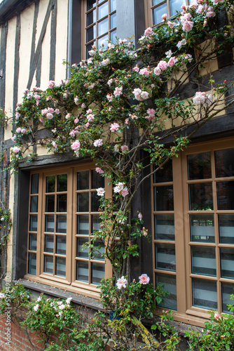 Blossom of fragrant colorful roses on narrow streets of small village Gerberoy  Normandy  France