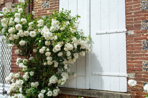 Fototapeta Naklejka Na Ścianę i Meble -  Blossom of fragrant colorful roses on narrow streets of small village Gerberoy, Normandy, France