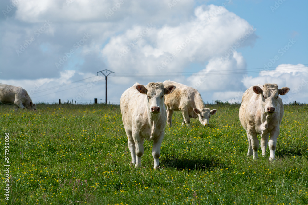 Herd of cows resting on green grass pasture, milk and cheese production in Normandy, France Herd of cows resting on green grass pasture, milk and cheese production in Normandy, France