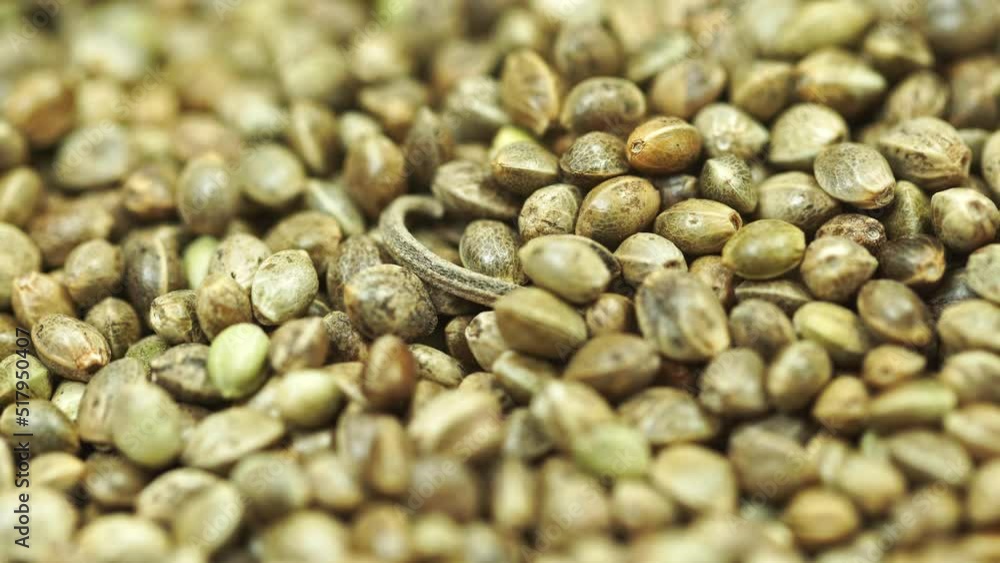 Numerous cannabis seeds were poured into heaps..Heaps of cannabis seeds collected from old plants can be sold to farmers to plant.Close-up shot of cannabis seeds.. Numerous cannabis seeds were poured into heaps..Heaps of cannabis seeds collected from old plants can be sold to farmers to plant.Close-up shot of cannabis seeds..