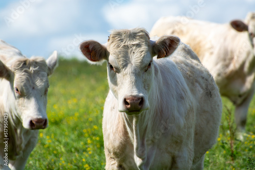 Herd of cows resting on green grass pasture, milk and cheese production in Normandy, France