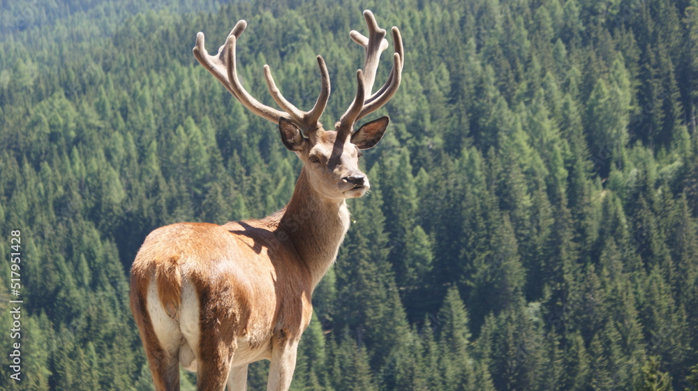 Fototapeta premium deer