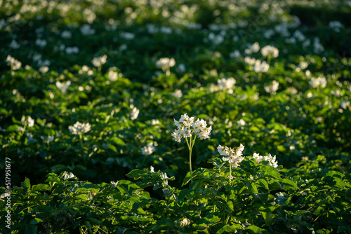 A flowering potato field a summer morning at Toten, Oppland, Norway.