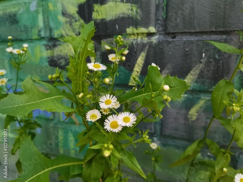 Great shot of chamomile near the threshold of the house. chamomile