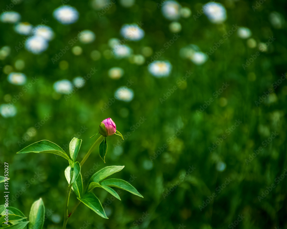 Peony bud in foreground of flower patch in meadow of Hayward, WI Peony bud in foreground of flower patch in meadow of Hayward, WI