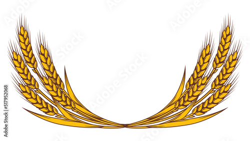 Bunch of wheat. Agricultural image with natural ears of barley or rye.