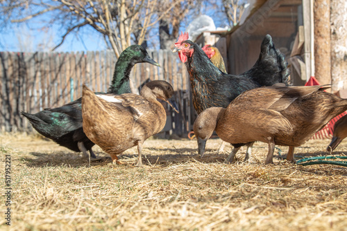 Chicken and ducks in a backyard farm