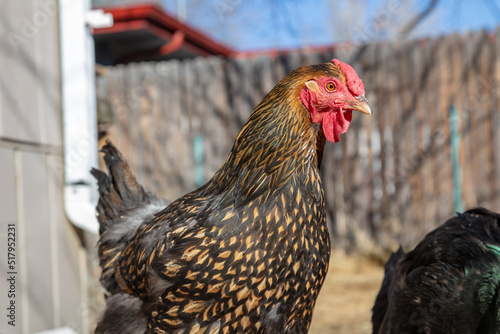 Rooster in a backyard farm