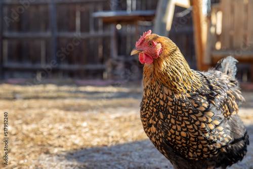 Colorful rooster in a backyard farm