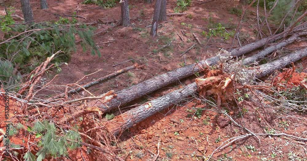 A landscape of construction site that is whose roots have been trees uprooted is clear for the development of a new group of houses A landscape of construction site that is whose roots have been trees uprooted is clear for the development of a new group of houses