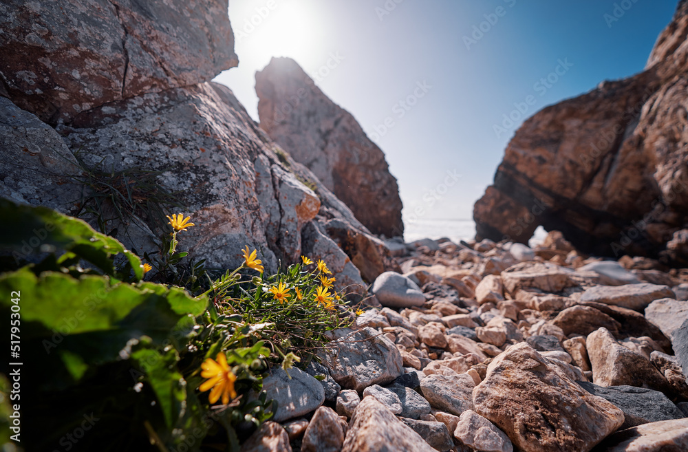 Wild yellow flowers on the rock stones.