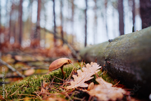 Bolete forest mushroom in fall season.