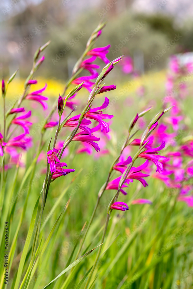 Wild gladiolus (Gladiolus communis) grows in a meadow on a sunny, spring day