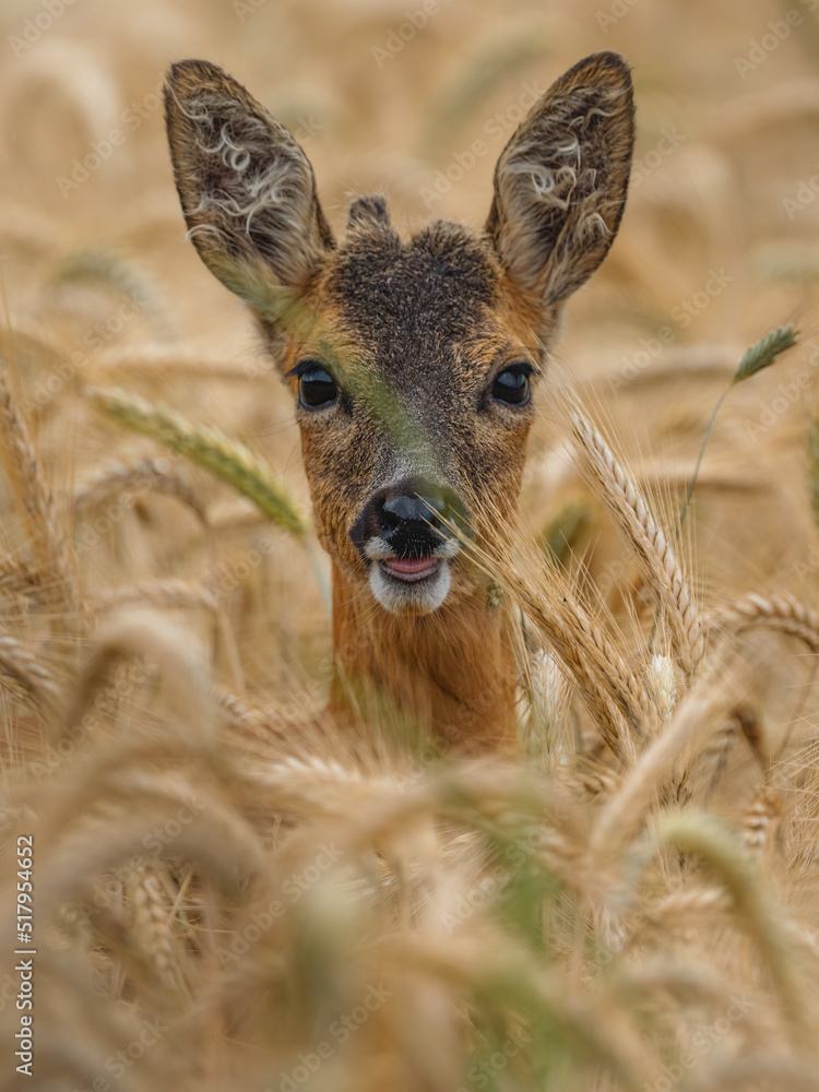 Reh (Capreolus capreolus) in einem Getreidefeld Reh (Capreolus capreolus) in einem Getreidefeld