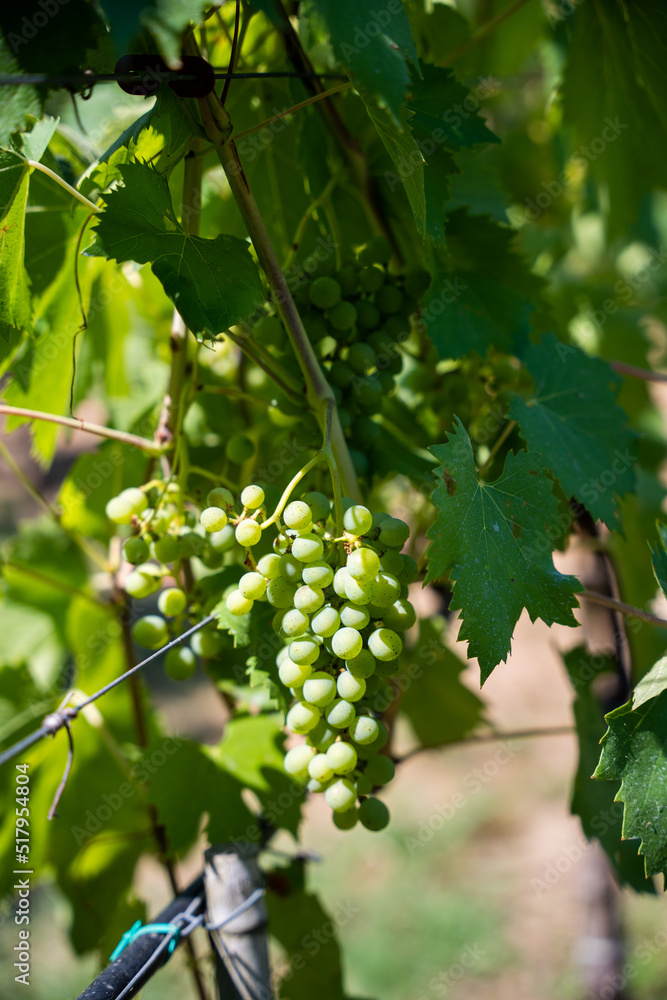Wine Grapes